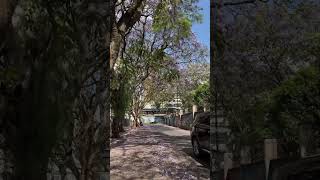 Jacaranda Plant Tree Purple Flowers Fall Kenya Nairobi Railway Museum Road Path traveldocumentary [upl. by Kuska24]