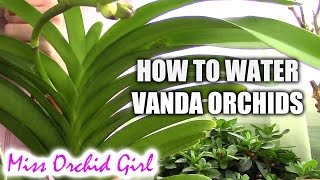 How to water Vanda orchids  tips for a healthy orchid [upl. by Errecart]