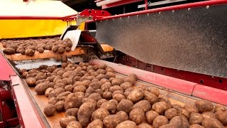 GRIMME GT 170  potato harvester with DoubleMultiSep [upl. by Theola62]