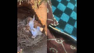 rabbit petrabbit bunny animals cute cat youtubeshorts dance sadsongsmakemefeelbetter [upl. by Skiest]