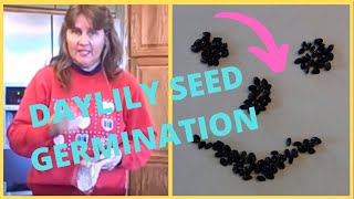 How to Grow Daylilies From Seed Using Paper Towel Germination Method [upl. by Emie34]