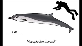 The SpadeToothed Beaked Whale Rarest Whale on Earth [upl. by Asuncion871]