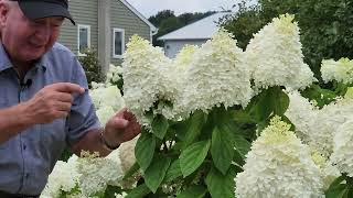 Complete Guide To Enjoying Panicle Hydrangeas  Hardy EASY To GROW amp Incredibly BEAUTIFUL 👍👏😊💚 [upl. by Guimond]