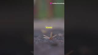 Conehead Termites Do You Know natureeducation insectfacts shortsfeed naturelearning shorts [upl. by Adiazteb]