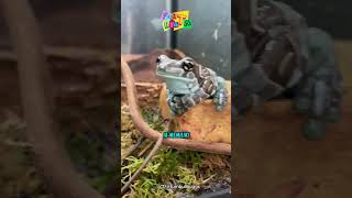 Katak Susu Amazon yang Jinak hewan [upl. by Beach]