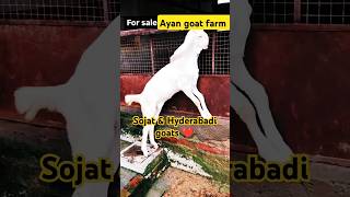 Sojat amp Hyderabadi male pure quality goats in ayan goat farm goats goatfarming animals shorts [upl. by Nalehp170]