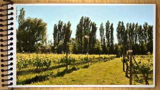 Bodega Busca Queirel  Del Viñedo al Vino  04 Envoltura Curado y Poda en Verde [upl. by Alethea944]