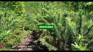 Araucária Araucaria angustifolia [upl. by Shererd]