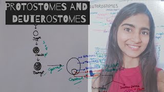 Protostomes and Deuterostomes  differentiate protostome from Deuterostomes Animal kingdom Class 11 [upl. by Dorran220]