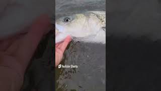 Striped bass on topwater youtube [upl. by Haliehs618]