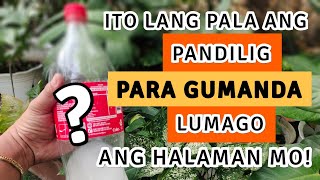 EFFECTIVE TIPS PAMPALAGO PAMPABULAKLAK AT PAMPAGANDA NG HALAMAN  PLANT CARE [upl. by Niala]