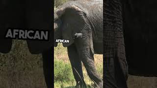 Blue Whale vs African Elephant Epic Comparison [upl. by Anuala321]