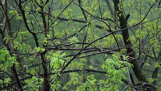 💧 Rain Ambient Sounds with Raindrops Falling on Leaves amp Trees for a Relaxing Ambiance for Sleeping [upl. by Annaeerb134]