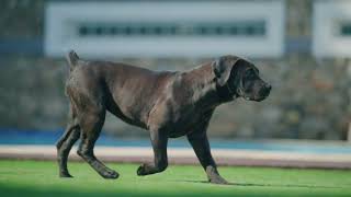 Black Boerboel Female 5 Month Puppy [upl. by Alicec161]