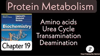 Urea Cycle amp Amino Acid metabolism  Protein Metabolism [upl. by Charil416]