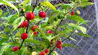 Carolina Reaper mudas e pimentas  pimentaseverinoscombr [upl. by Coheman]