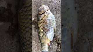 Dropsy Fish Disease l Fish Farming shorts agriculture krishi shortsvideo [upl. by Nnylatsyrk]