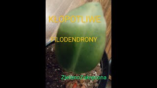 Kłopotliwe filodendrony [upl. by Ddej]