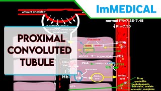 proximal convoluted tubule physiology in Urdu amp Hindioverview of reabsorption in PCT renalsystem [upl. by Airotnes]