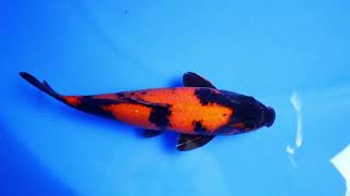 Hi Utsuri Shinoda Koi Farm Size 33 cm Male [upl. by Aizat]