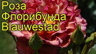 Роза флорибунда блаувестед Краткий обзор описание характеристик где купить саженцы Blauwestad [upl. by Sadowski503]