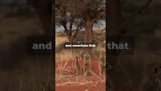 Kalahari Desert 🏜️ Full of Life 🌿 [upl. by Langelo191]