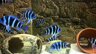 Frontosa Moba Juveniles [upl. by Lleon]