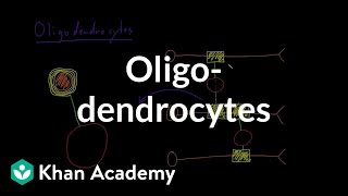 Oligodendrocytes  Nervous system physiology  NCLEXRN  Khan Academy [upl. by Sale628]