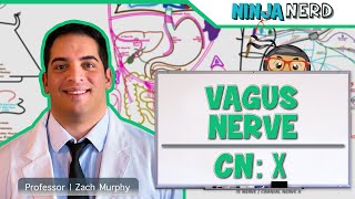 Neurology  Vagus Nerve Cranial Nerve X [upl. by Aznofla]