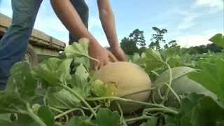 Cantaloupe  Harvesting [upl. by Barrett]