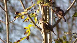 Oiseaux du jardin [upl. by Banky]