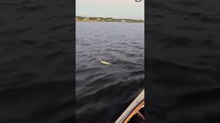 Would you ever expect a GIANT LADYFISH shorts fishing florida [upl. by Belldas]