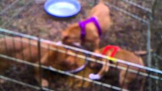 Dogue de Bordeaux Cross French Mastiff puppies 9 weeks [upl. by Aleksandr158]