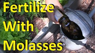 How to Fertilize Your Garden With Molasses [upl. by Kieran]