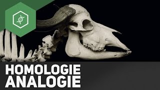 3 Homologie und Analogie  EVOLUTION einfach erklärt [upl. by Leagiba910]