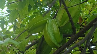 Carambola o Fruta estrella ⭐🍃 [upl. by Hewes52]