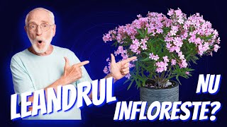 De ce nu infloreste leandrul [upl. by Assilac]