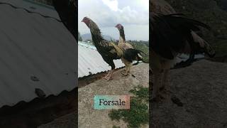 sindhi aseel murgi forsale birds aseel asil asilmurga mianwali murgashorts viralshort [upl. by Irehs]