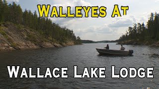 Manitoba Walleyes on Carroll Lake [upl. by Mya]