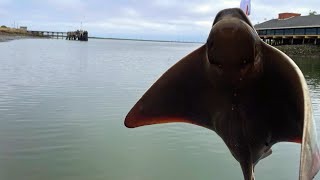 Stingray fishing sf bay [upl. by Anivlem414]