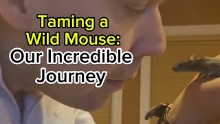 Taming a WILD MOUSE Our Incredible Journey [upl. by Keely649]