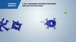 HUMORAL IMMUNITY T cell dependent antibody response and isotype switching [upl. by Wilmar]