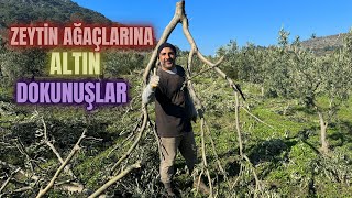 Zeytin Ağacı Budaması Nasıl Yapılır budama zeytinbudama erenvural [upl. by Eustacia272]