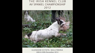 2012 Irish AV Spaniel Championship held at Glenarm Estate [upl. by Waylen359]