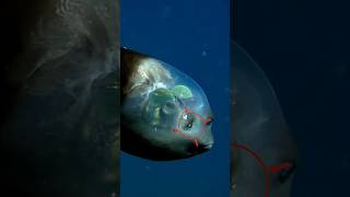 Barreleye Fish 🐠 [upl. by Aniad315]