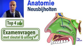 Neusbijholten  Sinus paranasales AnatomieSchedel Uitleg Top 4 examen vragen [upl. by Eahs]