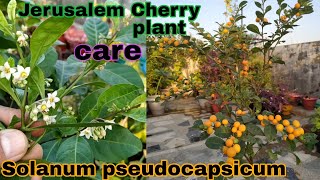 Jerusalem cherry plant care tipsChristmasCherrySolanum pseudocapsicumgiveaway free seeds [upl. by Isied]