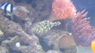 Bristle Tail Filefish vs Majano Anemone [upl. by Sualkin431]