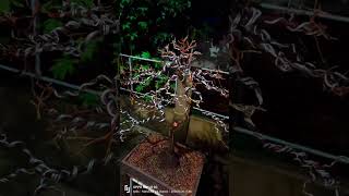 Tamarind bonsai [upl. by Oiligriv]