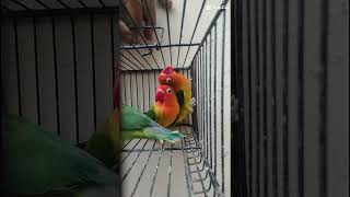 lutino opaline lovebird shortsviral shortsvideo lovebirds [upl. by Lodmilla]